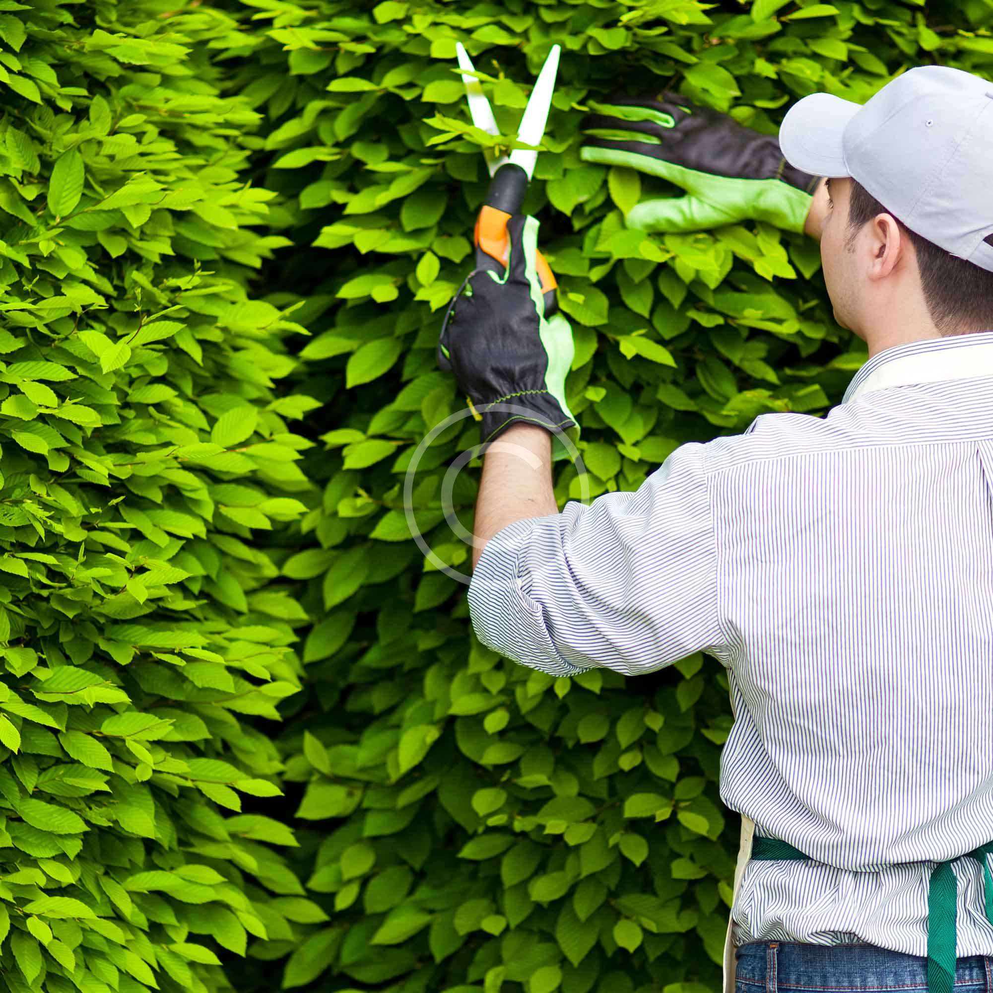 Gardening Lessons