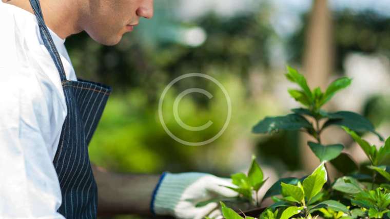 Planting for Privacy